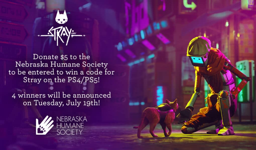 stray nebraska 1